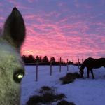 Laddie & Rodeo at Sunrise