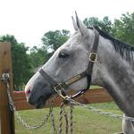 Laddie at horse show